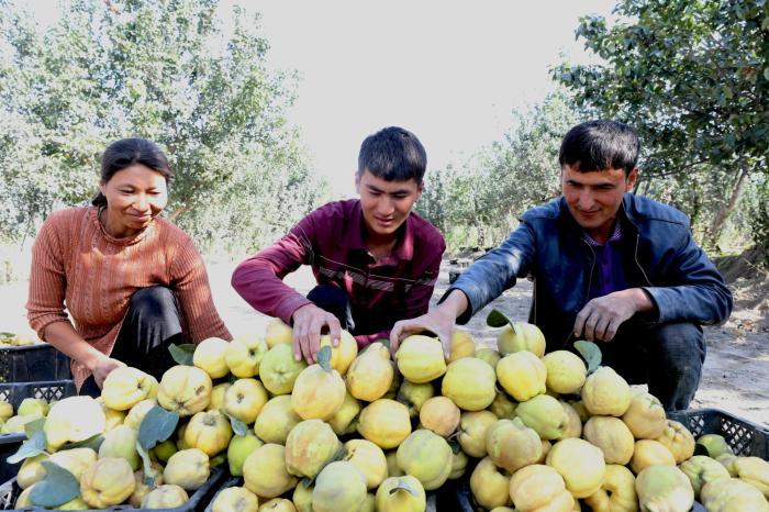 引导村民发展特色林果种植 新疆莎车古老果树种榅桲开采