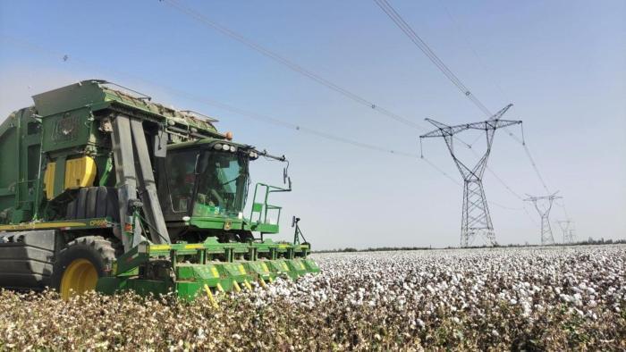 棉花朵朵开！新疆喀什市逾20万亩棉花进入采收期