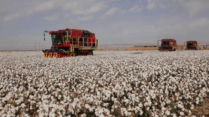 新疆库车市187万亩棉花迎采摘季 机械化率95%