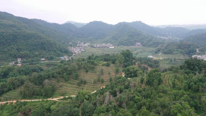 廣西壯族后山茶：一方天地養一方茶 非遺技藝香飄萬家