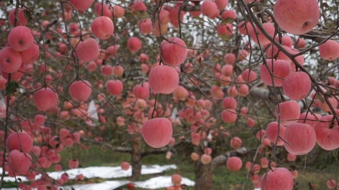 （乡村行·看振兴）山西吉县：苹果飘香盈满枝 果农迎来“好钱景”