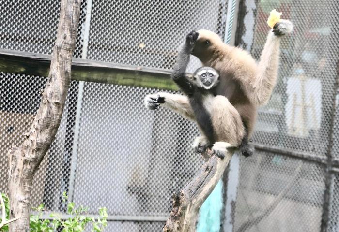 广州动物园长臂猿“猿胜”迎周岁 性别仍是谜