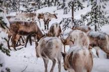 外媒：瑞典萨米人社区呼吁加强对驯鹿的保护