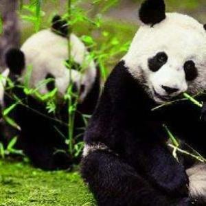 我国将多举措发力全面提升大熊猫种群保护水平