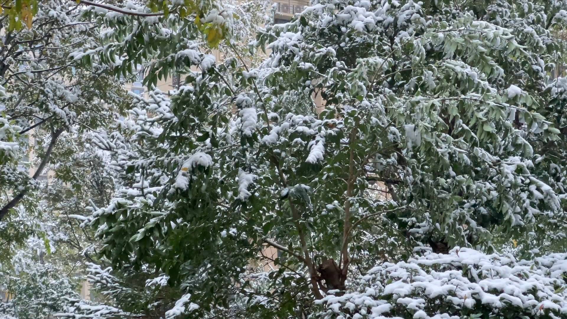 -8℃！山東發寒潮預警 氣溫最高直降16℃ 青煙威或有雪