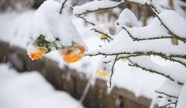 新一輪寒潮天氣來勢洶洶 中東部大范圍雨雪再登場