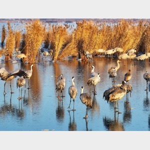 国家一级保护动物大鸨现身河北衡水湖