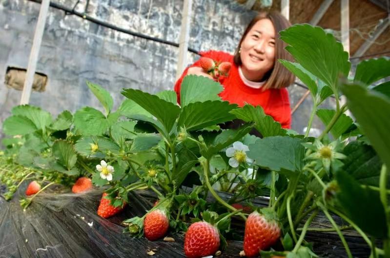 村村有好戏|淄博高青：草莓种植映红乡村振兴“莓”好生活