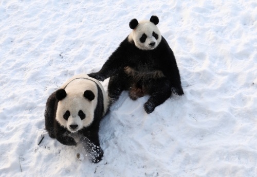 国家林草局：中国旅外大熊猫共计56只