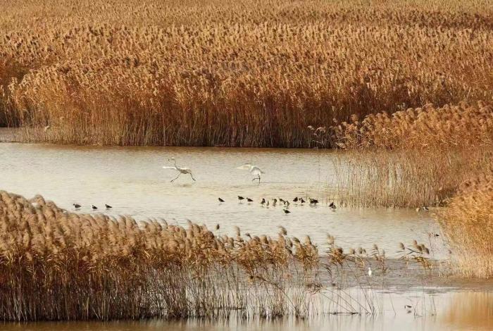 “上海滩”湿地生态系统功能不断提升 珍稀鸟类纷至沓来
