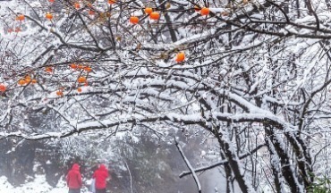 三预警齐发！济南、泰安、淄博等地有大雪局部暴雪