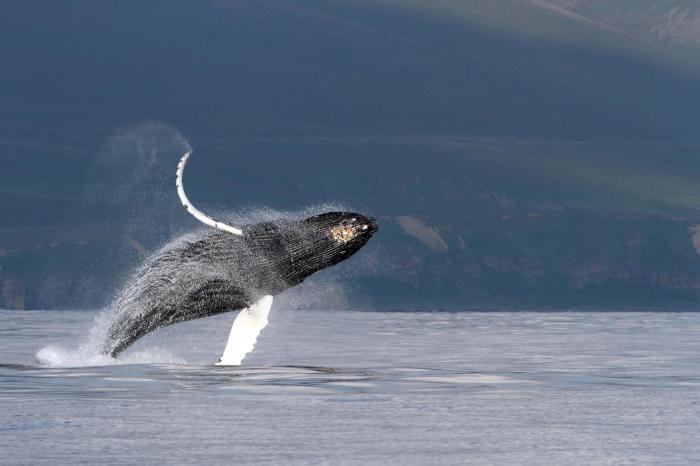 须鲸在水中如何歌唱？国际最新研究发现其会用一种特化的喉部发声