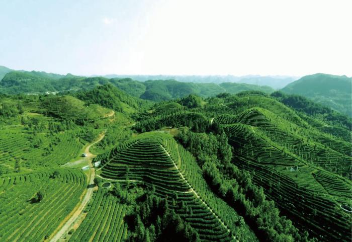 2024年贵州绿茶“黔岭开茶季”启动