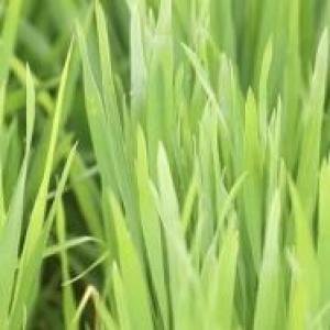 中国农科院加强优质强筋小麦新品种单产提升和推广应用