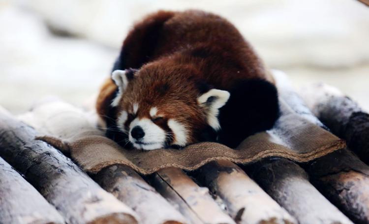 世界睡眠日——动物们的花式睡姿，送给缺觉的你