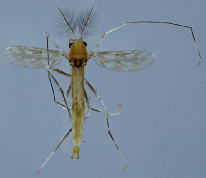 浙江高校研究团队发现两个昆虫新物种