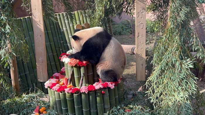 各地粉丝齐聚杭州动物园为“顶流”大熊猫庆生
