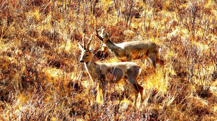 国家二级保护动物狍鹿现身长江源上游主要水源地