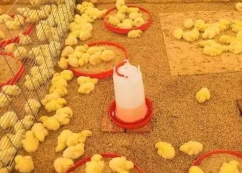 今年内蒙古首次从国外进口2万只种鸡