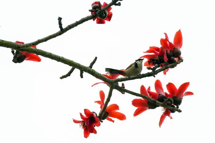 广西南宁：木棉花开 鸟儿“闹春”