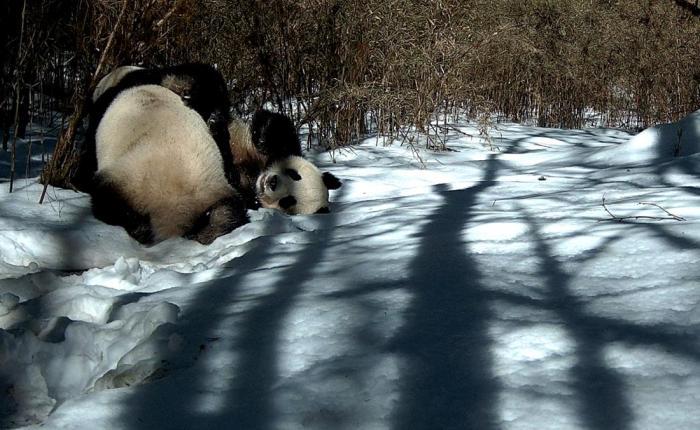 四川石棉：拍摄到野生大熊猫雪地里“谈恋爱”影像资料