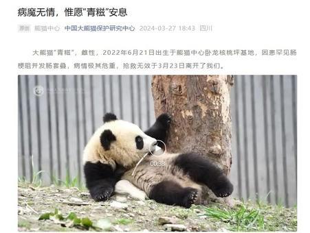 大熊猫“青糍”因患罕见肠梗阻并发肠套叠去世