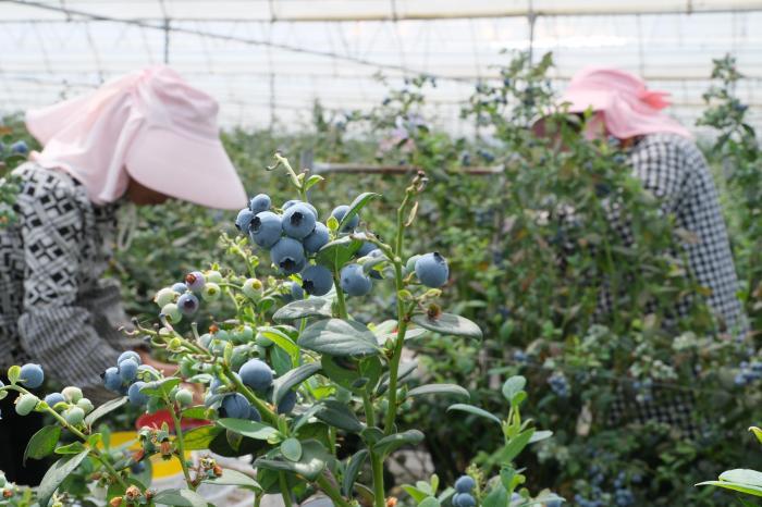 “洋水果”变身“土特产”：中国产蓝莓成“抢手货”