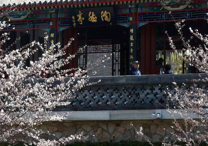 海棠春花文化节将在北京陶然亭公园开启 北美海棠品种亮相