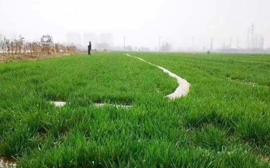 济南完成春灌面积约80万亩，累计农业引黄量0.473亿立方米