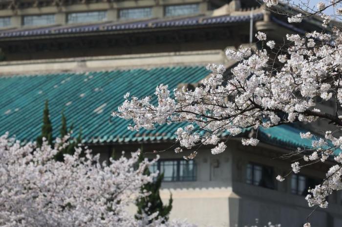 武汉大学赏樱预约通道3月29日起关闭