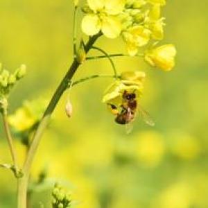 新研究预测气候变化可能导致蜜蜂数量下降