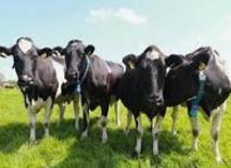 国际最新研究：欧盟农业补贴的82%或都流向高排放畜牧业