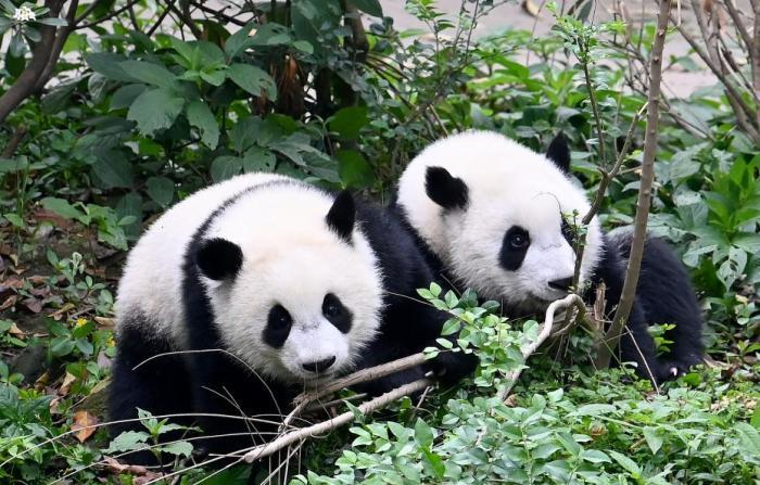 成都大熊猫繁育研究基地通报6起不文明行为