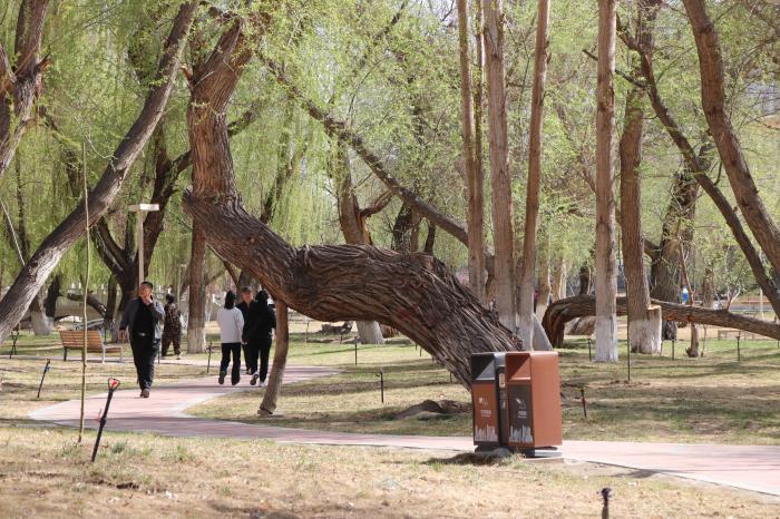 新疆哈密市举办左公柳“植柳日”活动