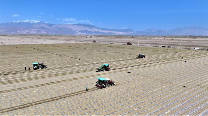新疆天山南麓和硕县14万亩工业辣椒幼苗移栽工作全面铺开