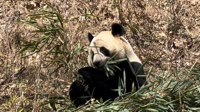 陕西佛坪：大熊猫“悠享”春日时光