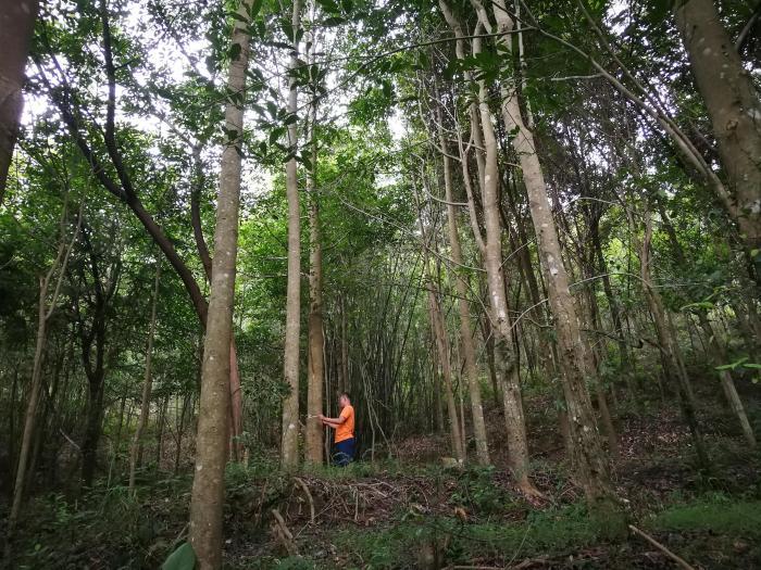 广东新增林木良种35个 助力提升森林质量