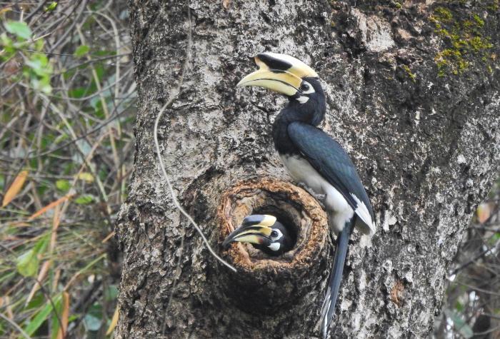 云南糯扎渡保护区：多种鸟类提前进入繁殖期