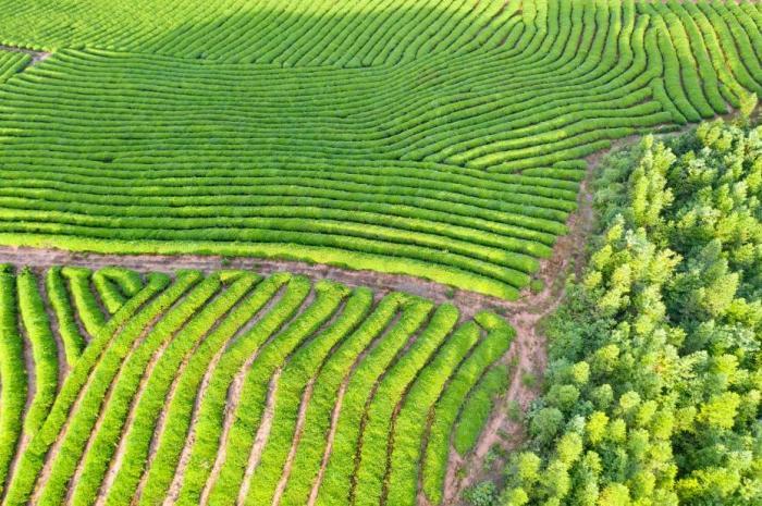 “中国好绿茶地图”发布 涵盖100个绿茶区域公用品牌