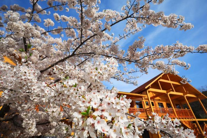 大连（旅顺）国际樱花节启幕  游客踏青赏樱领略盎然春意