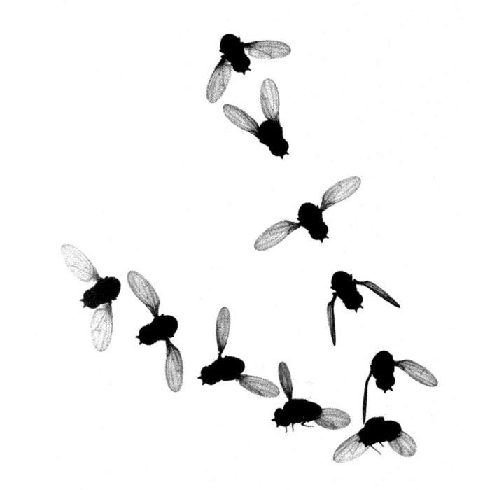 昆虫飞行有何奥秘？国际最新研究揭晓翅膀铰链工作原理