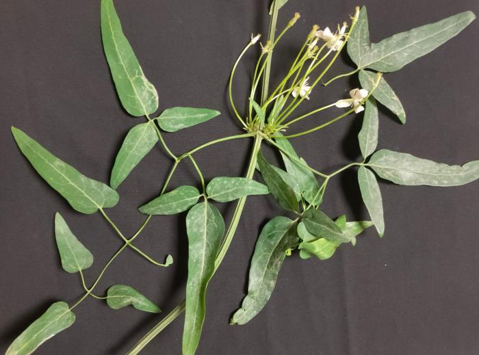 武汉科研人员发现铁线莲属植物新物种