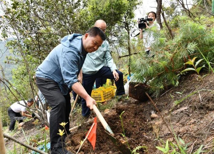 广西野外回归种植百株重点保护植物银杉
