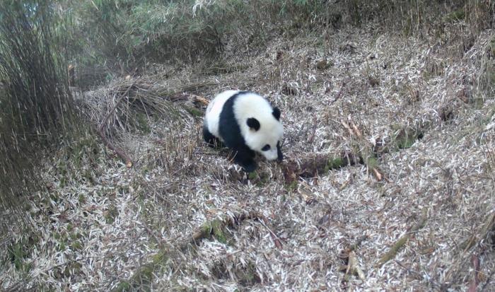 四川芦山：红外相机拍到大熊猫等多种野生动物影像
