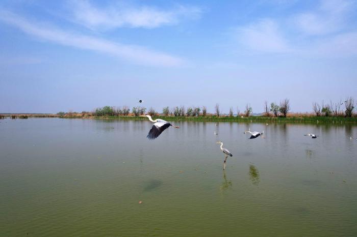 “京津冀最美湿地”万余只夏候鸟迎孵化哺育期