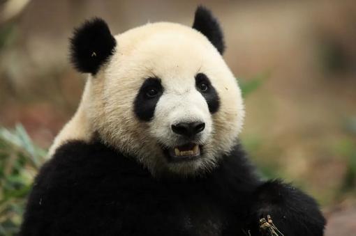 大熊猫“金喜”“茱萸”将前往西班牙开启10年旅居生活