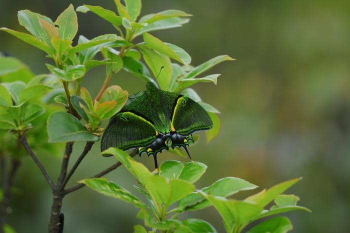 江西九连山“国蝶”种群稳定且有扩大趋势
