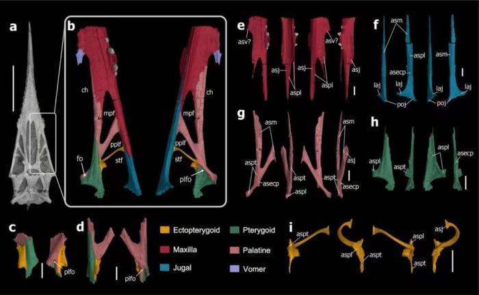 翼龙头骨如何演化？古生物学家通过三维重建最新研究揭秘