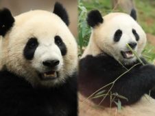 大熊猫“金喜”“茱萸”将前往西班牙马德里动物园