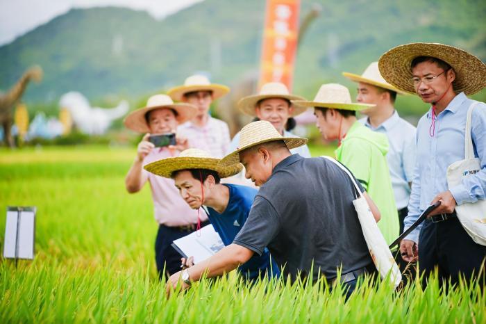 海南推出20个南繁水稻新品种新组合（品系）